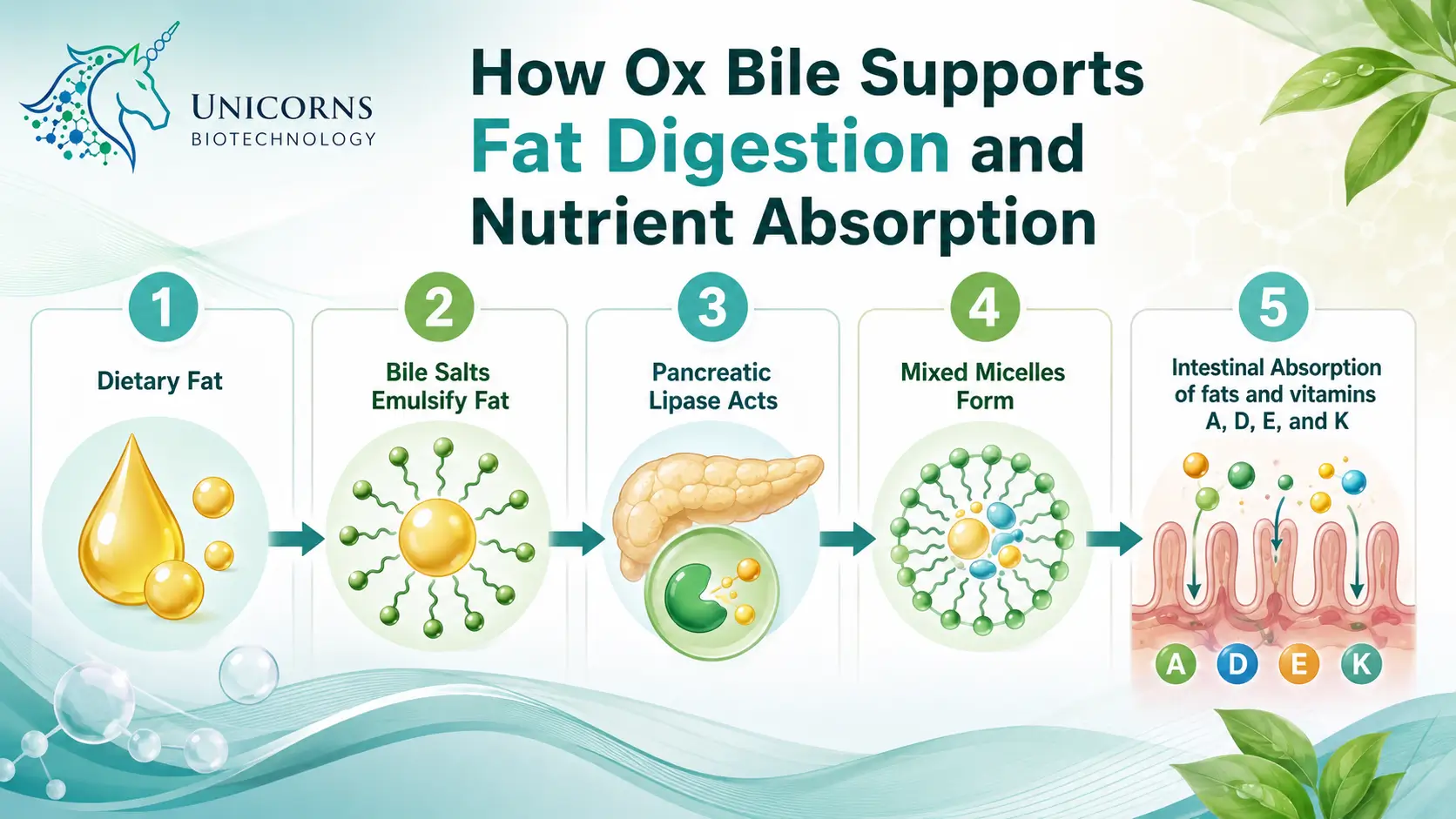 How Ox Bile Supports Fat Digestion and Nutrient Absorption