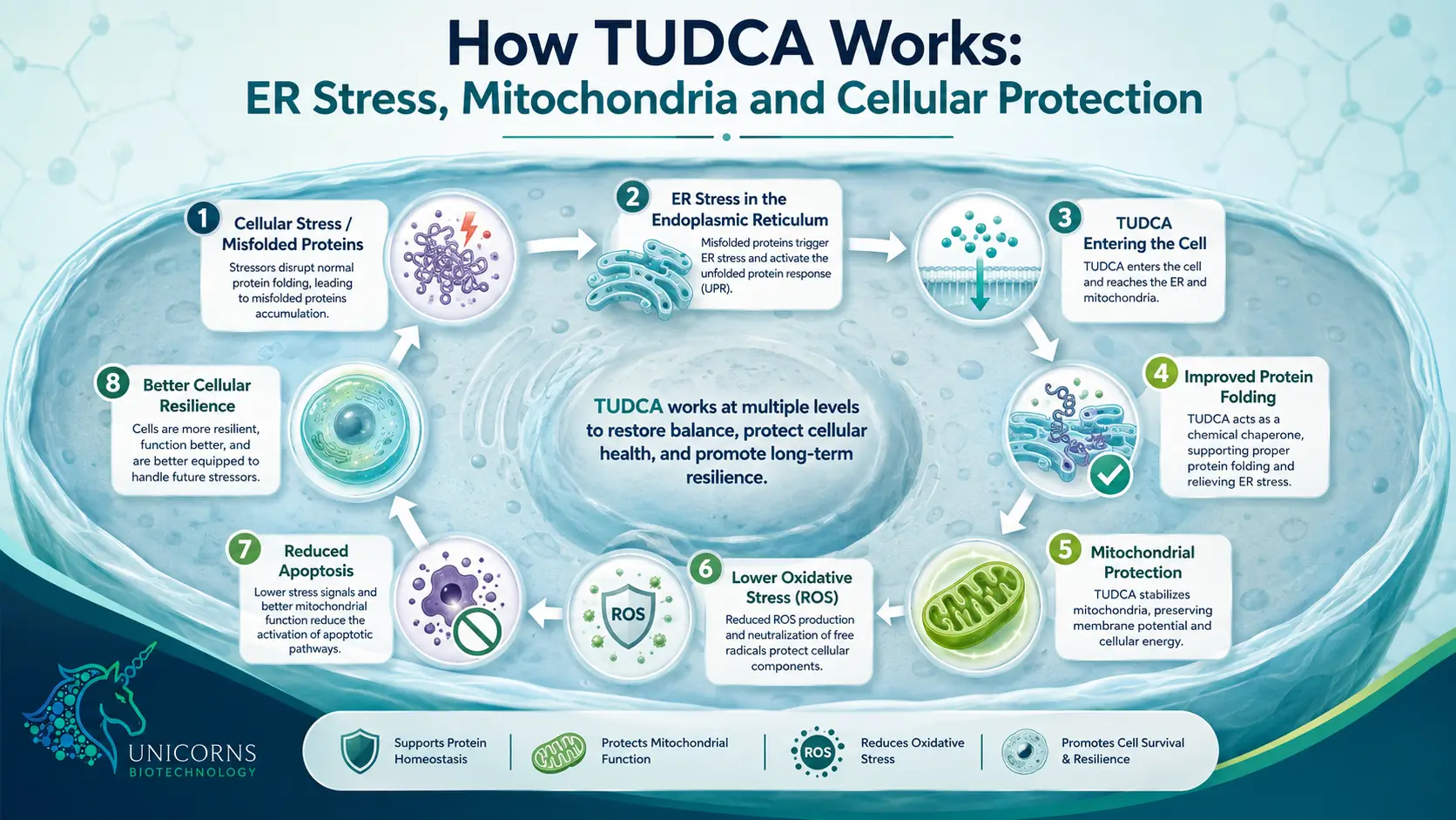 How TUDCA Works