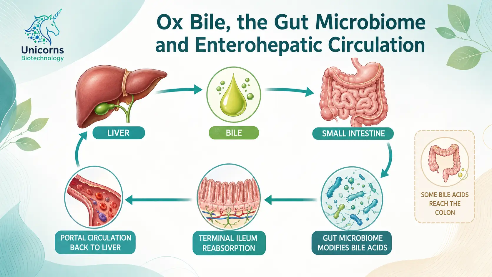Ox Bile and the Gut Microbiome Enterohepatic Circulation