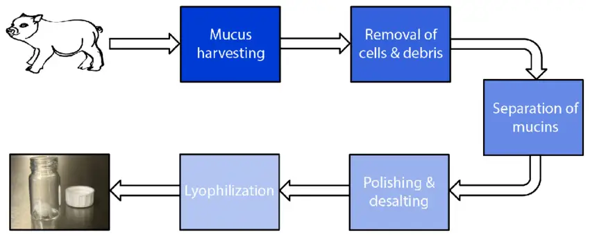 Porcine Gastric Mucin Powder Manufacturing Process