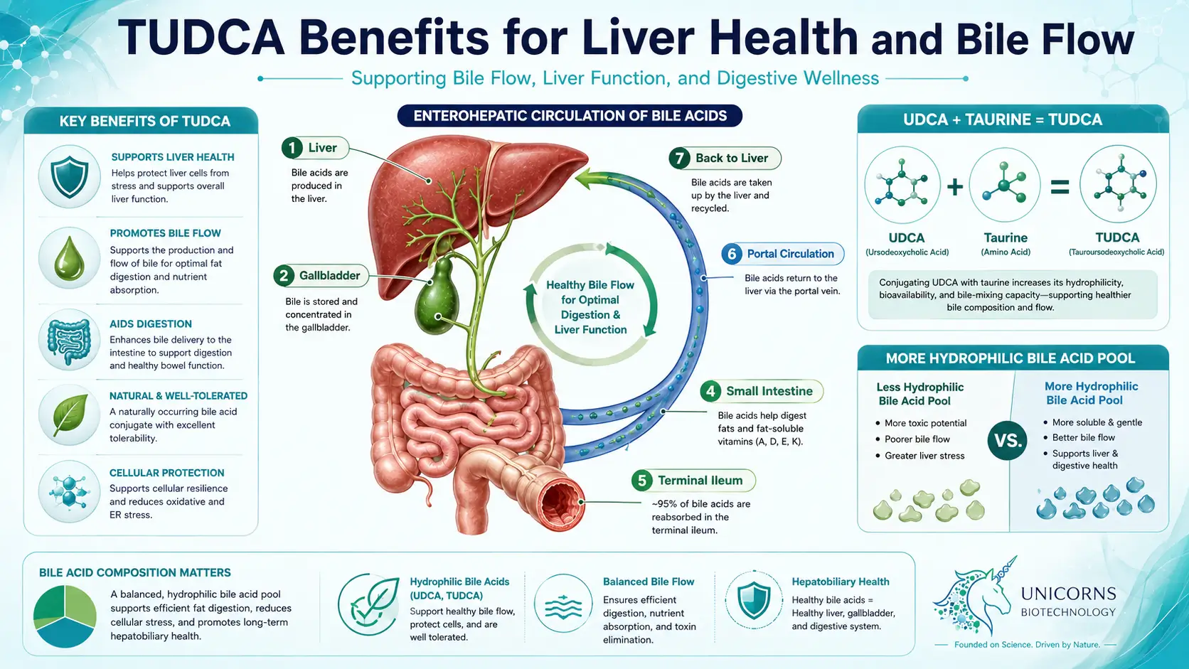 TUDCA Benefits for Liver and Bile Flow